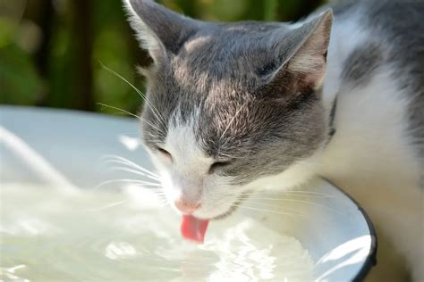 貓 喝 海水
